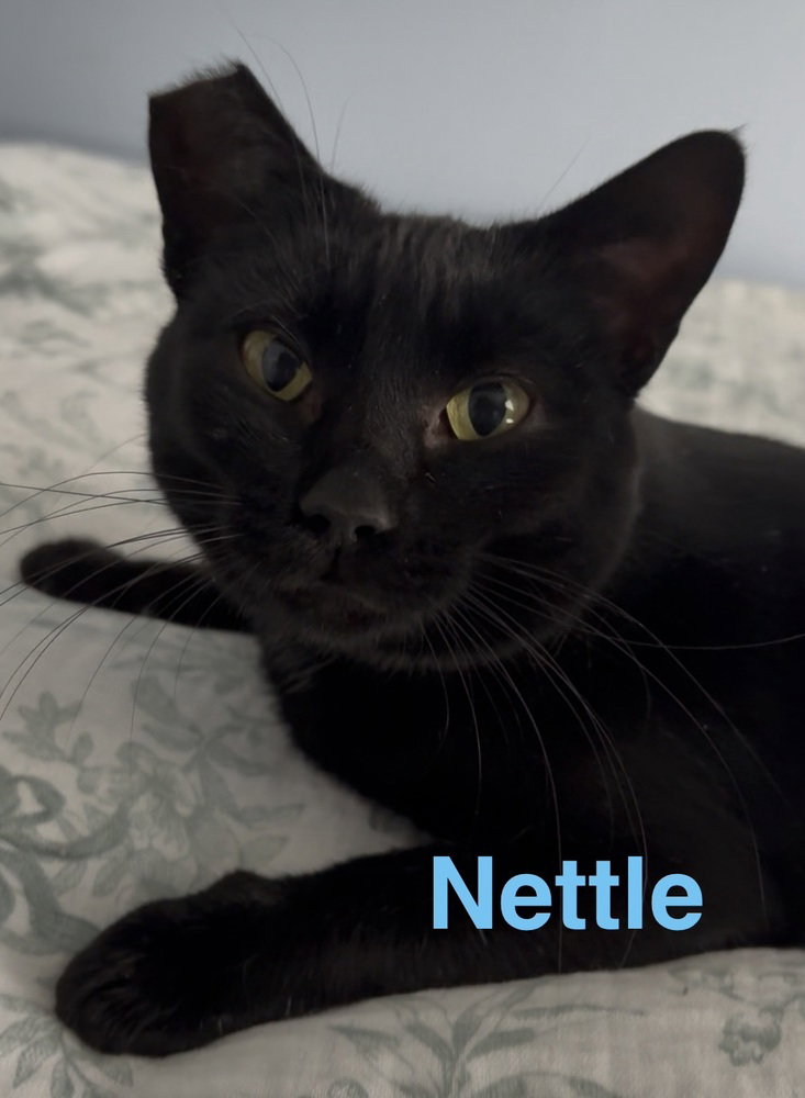 Nettle Image
