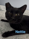 Nettle