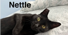 Nettle