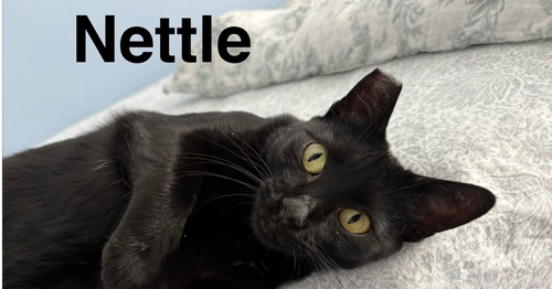 Photo 2 of Nettle