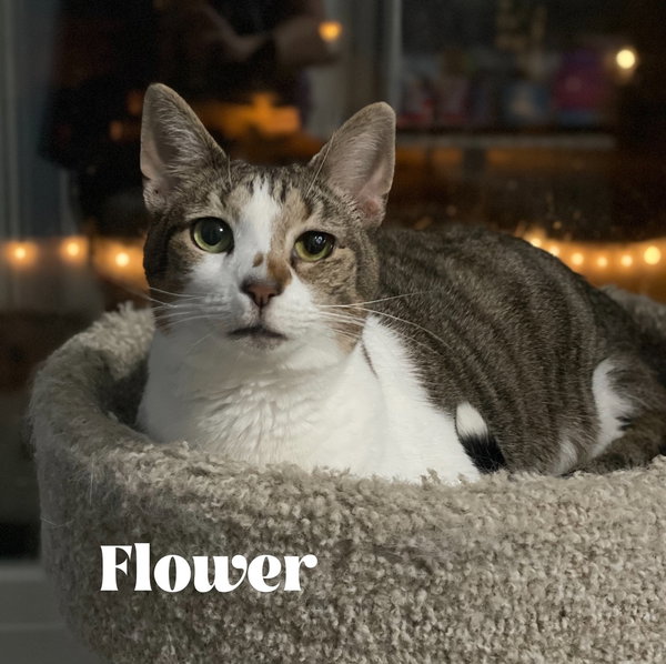 Flower (Sara Smiles)