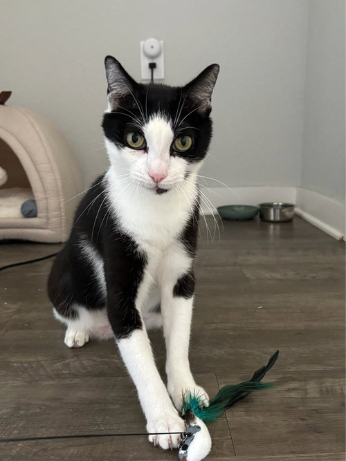 Bobo, Adult Domestic Short Hair (short coat), cat for adoption in Port Orange, Florida