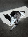 Bobo - Photo 2