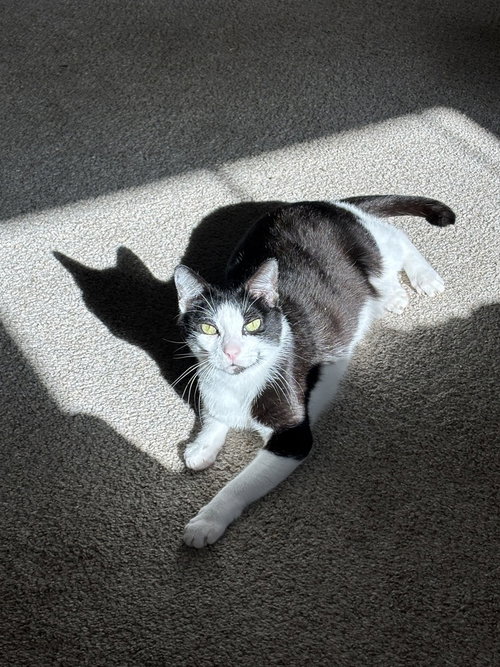 BOBO - Domestic Short Hair available for adoption