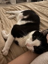 Bobo - Photo 3