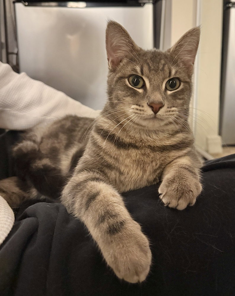 Tigrou