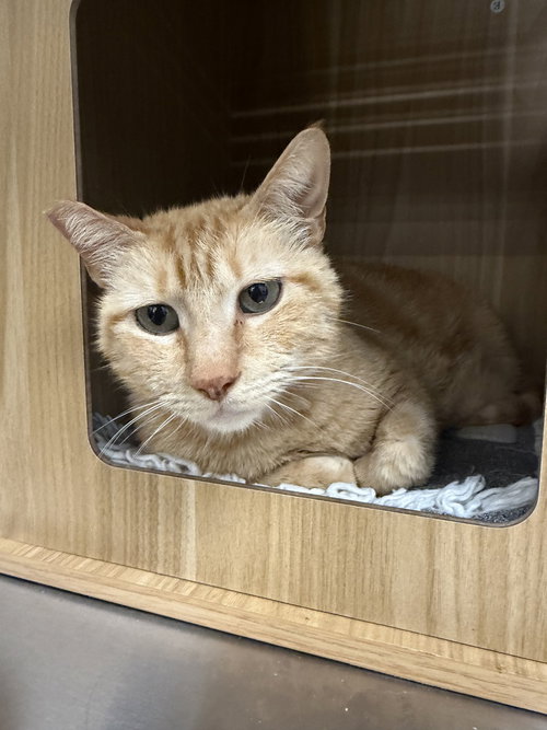 Maria, Adult Domestic Short Hair (short coat), cat for adoption in Altamonte Springs, Florida