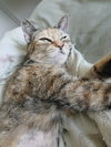 Antonia