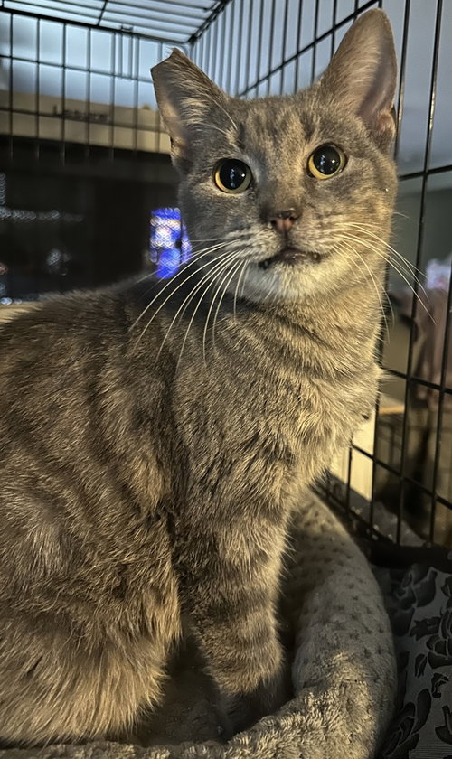 Horizon 2, an adoptable Domestic Short Hair in Orlando, FL