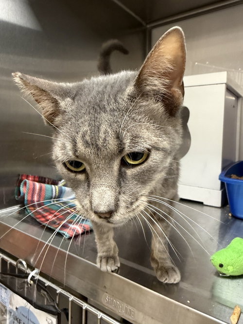 Horizon 2, Senior Domestic Short Hair (short coat), cat for adoption in Altamonte Springs, Florida