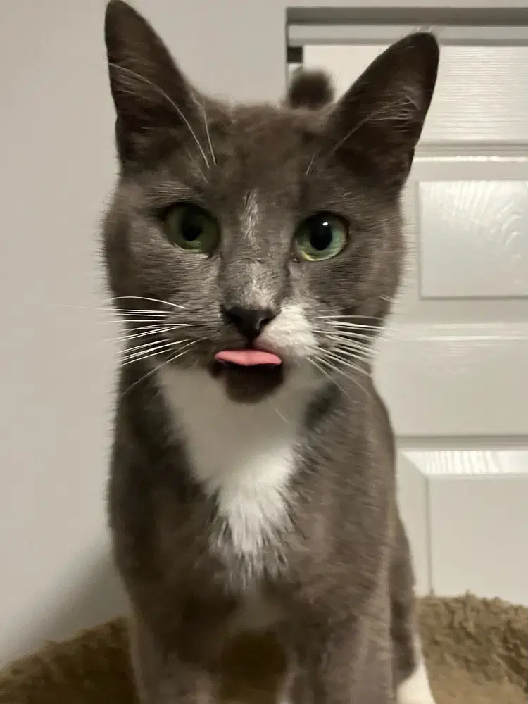 Postmark Special Needs - Felv - Domestic Short Hair