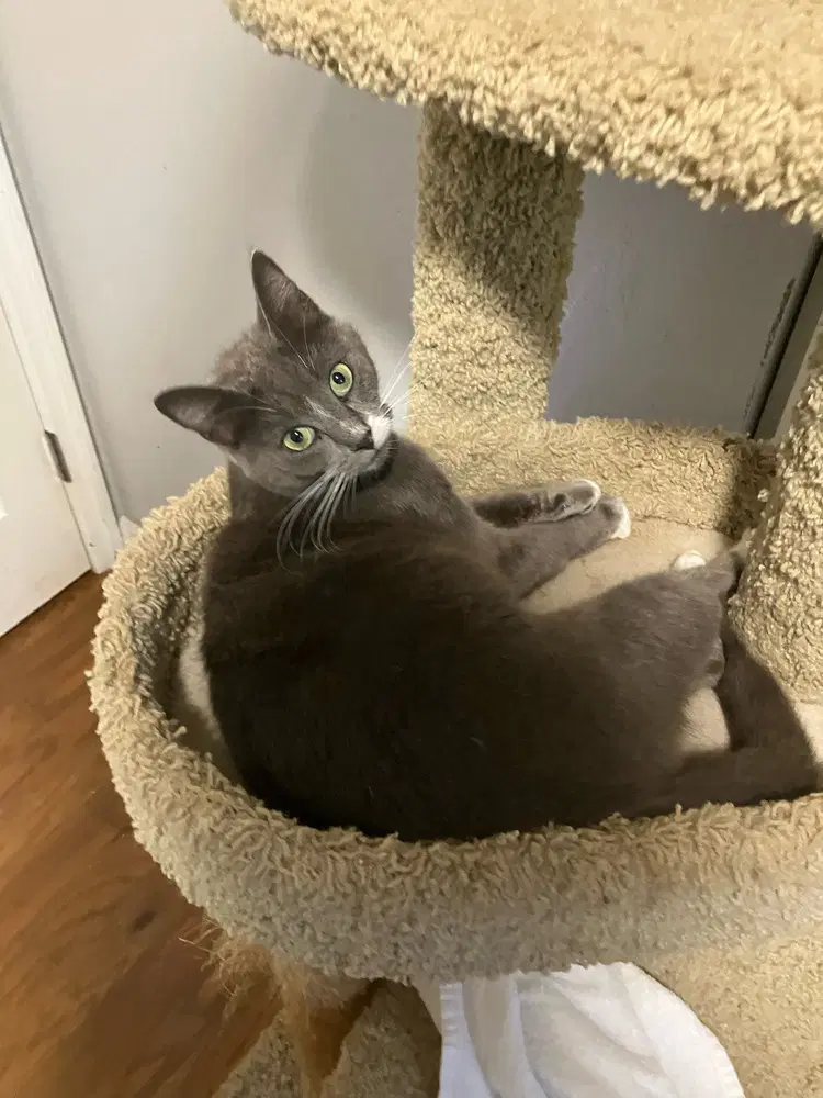 Postmark Special Needs - Felv image 2