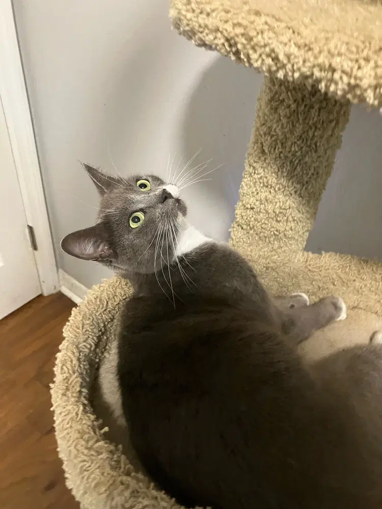 Postmark Special Needs - Felv image 3