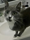 Postmark **Special Needs - FeLv +**