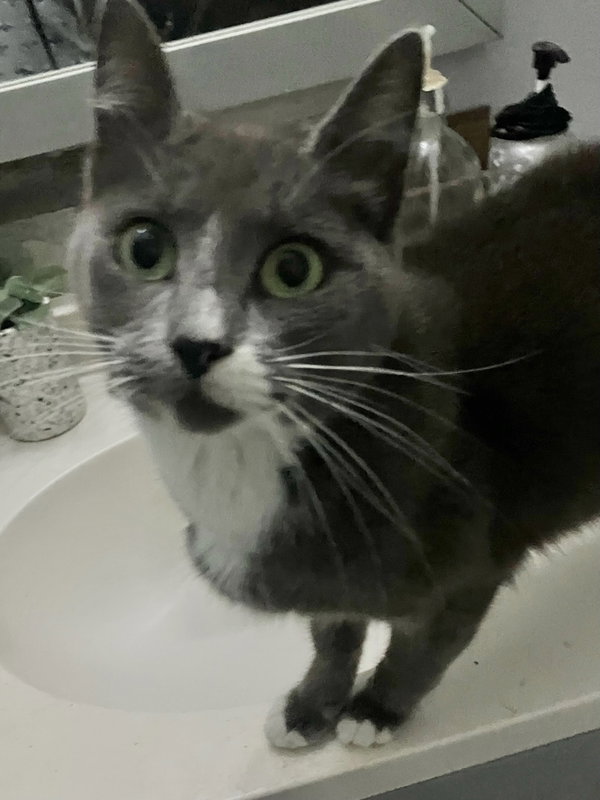 Postmark **Special Needs - FeLv +**