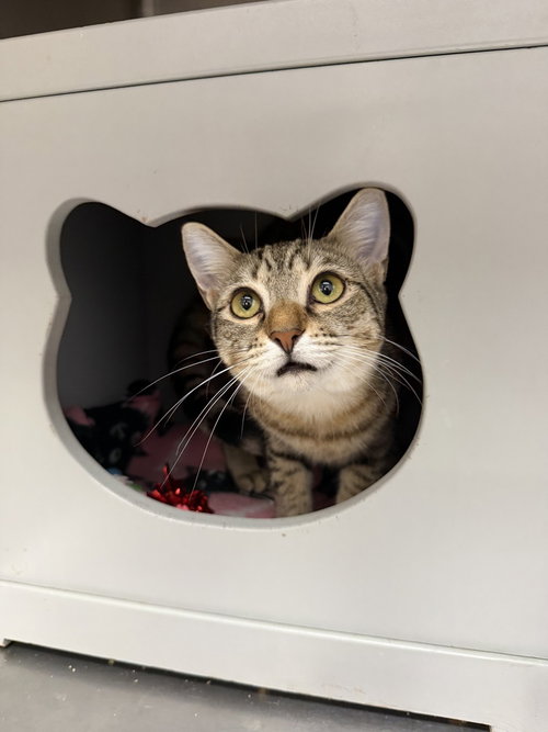 RUMI - Domestic Short Hair available for adoption