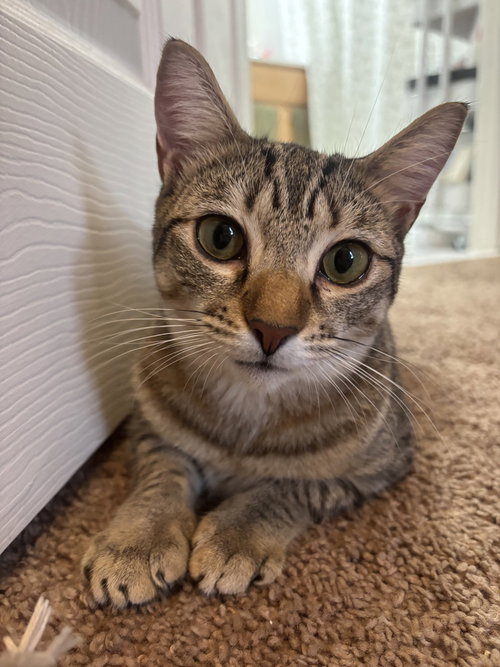 Rumi, Baby Domestic Short Hair (short coat), cat for adoption in Port Orange, Florida