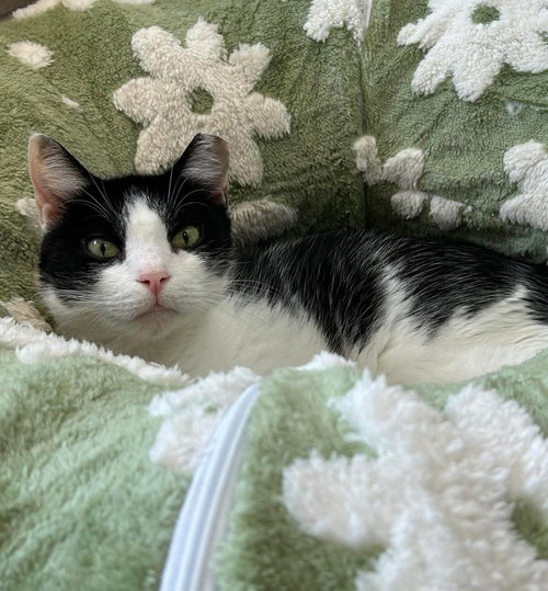 Charlie, Adult Domestic Short Hair (short coat), cat for adoption in Port Orange, Florida