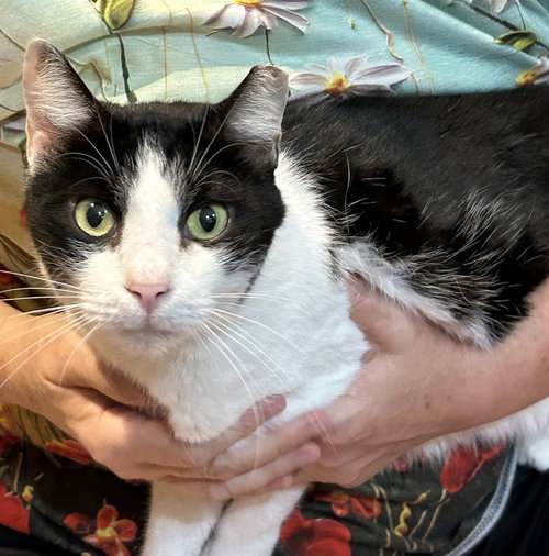 CHARLIE - Domestic Short Hair available for adoption