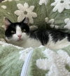 Charlie - Photo 3
