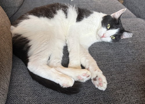 Charlie, an adoptable Domestic Short Hair in Orlando, FL