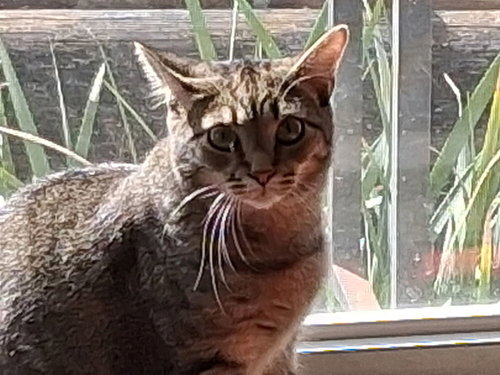 Koby, Baby Domestic Short Hair (short coat), cat for adoption in Altamonte Springs, Florida