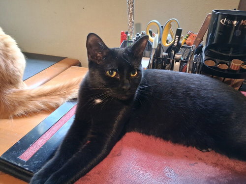 Spritz, an adoptable Domestic Short Hair in Orlando, FL