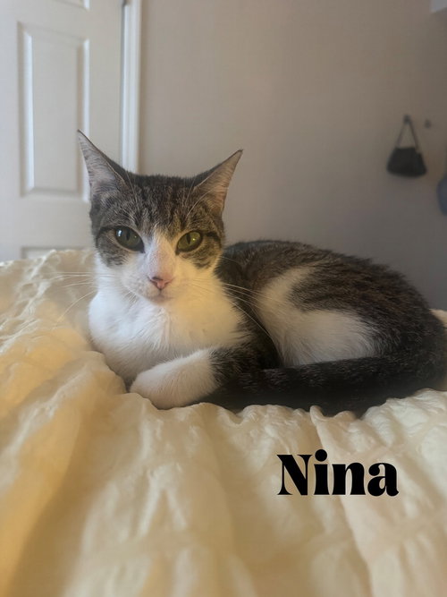 Nina, Adult Domestic Short Hair (short coat), cat for adoption in Altamonte Springs, Florida