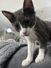 Piper - Photo 2