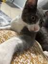 Piper - Photo 3
