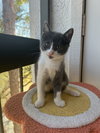 Piper - Photo 4