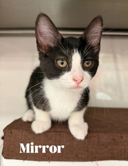 Mirror, Baby Domestic Short Hair (long coat), cat for adoption in Altamonte Springs, Florida