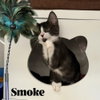 Smoke