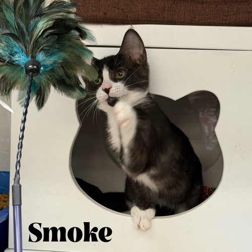 Smoke, Baby Domestic Short Hair (long coat), cat for adoption in Altamonte Springs, Florida