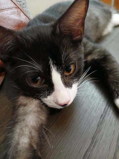 Smoke, Baby Domestic Short Hair (long coat), cat for adoption in Port Orange, Florida