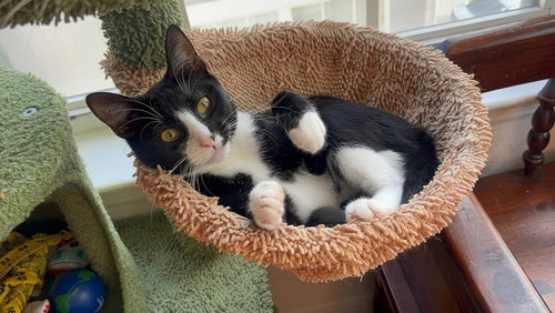 Minnie, Young Domestic Short Hair (short coat), cat for adoption in Altamonte Springs, Florida