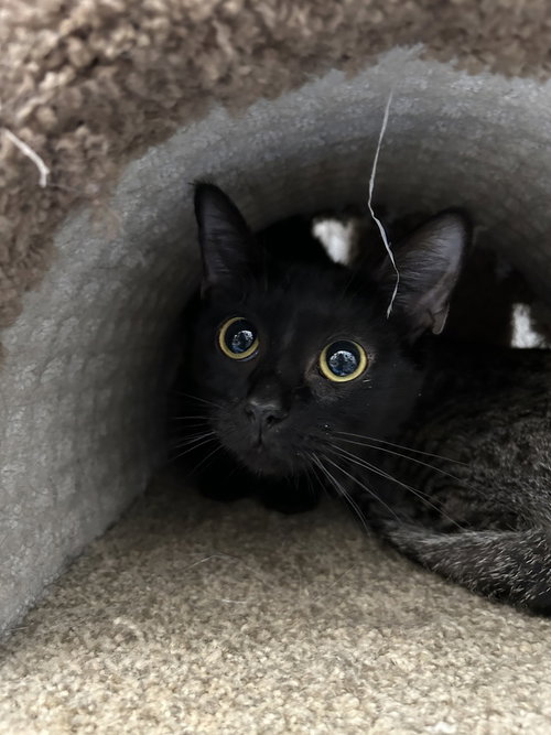 Nala, an adoptable Domestic Short Hair in Orlando, FL