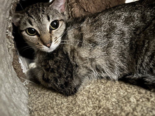 Akira, an adoptable Domestic Short Hair in Orlando, FL