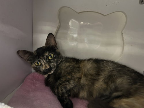 Stardust, an adoptable Domestic Short Hair in Orlando, FL