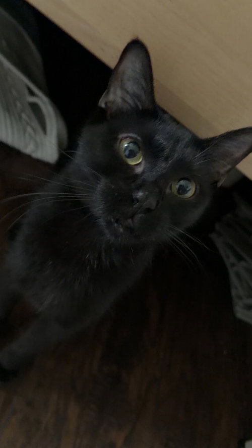 Nala, Adult Domestic Short Hair (short coat), cat for adoption in Port Orange, Florida
