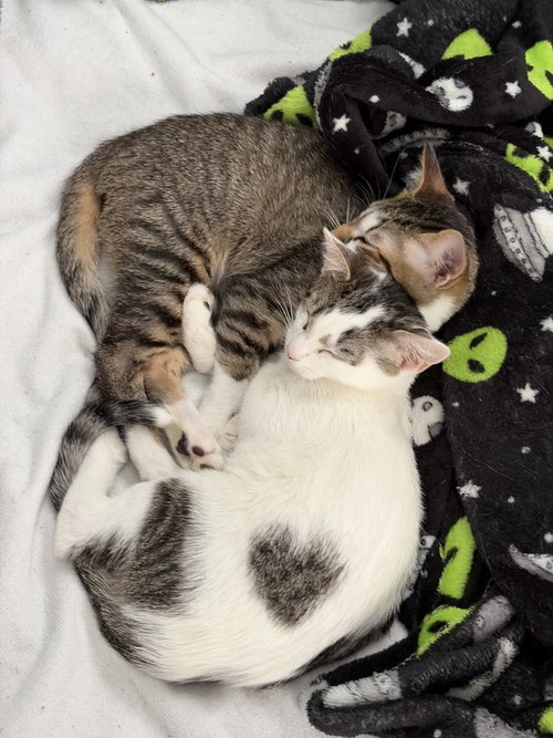 Change, Baby Domestic Short Hair (short coat), cat for adoption in Port Orange, Florida