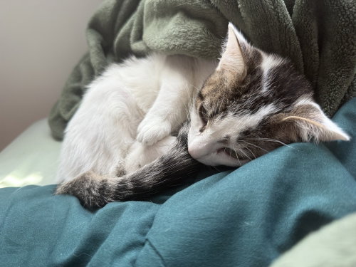 Connie, Baby Domestic Short Hair (short coat), cat for adoption in Port Orange, Florida