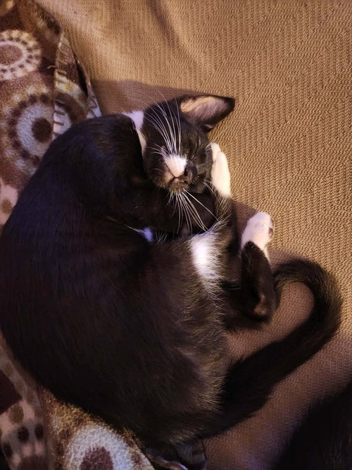 Miss Mittens