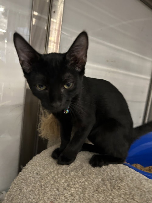 Moqui, Baby Domestic Short Hair (short coat), cat for adoption in Ocoee, Florida