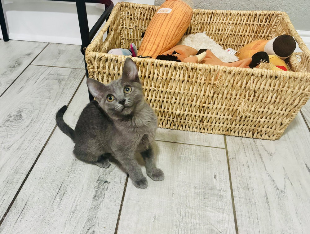 Penny