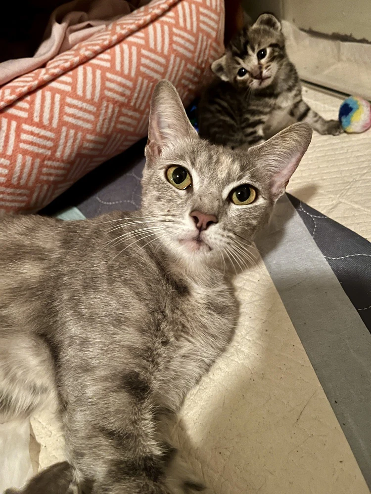 Miss Cleo