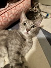 Miss Cleo
