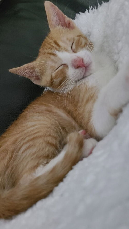 Limoncello **Pending Adoption**