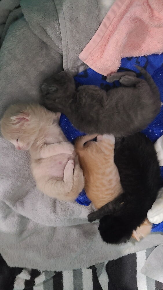 Limoncello **Pending Adoption**