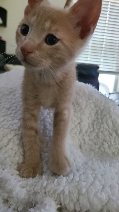 Noodle **pending adoption**, Baby Domestic Short Hair (short coat), cat for adoption in Orlando, Florida
